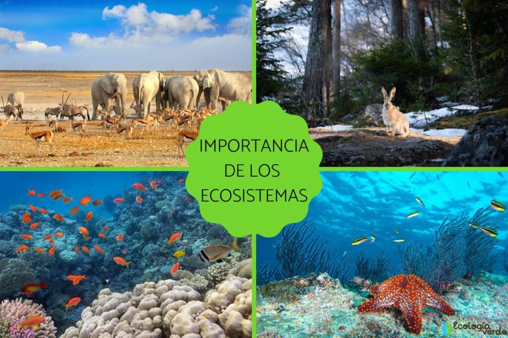 Importancia De Los Ecosistemas Acu Ticos En El Equilibrio Ambiental