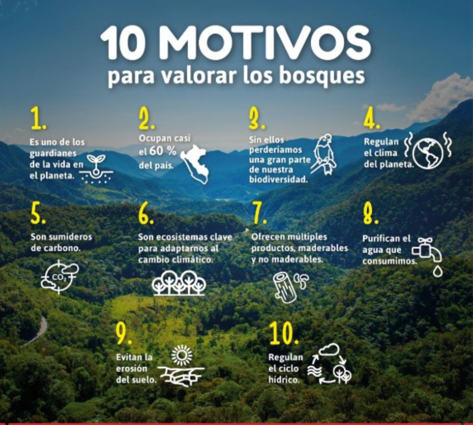 Acciones Clave Para Proteger Los Bosques Y Preservar Su Biodiversidad